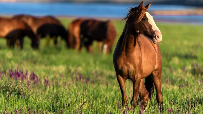 Wild horses grazing in a sunlit meadow.