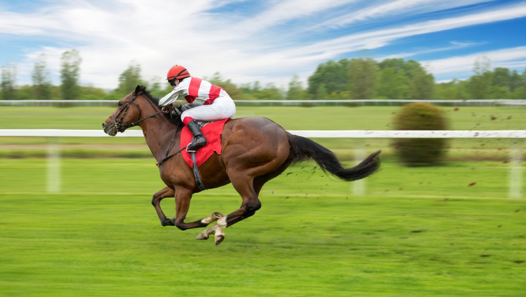 A horse blazes down the track with its jockey.
