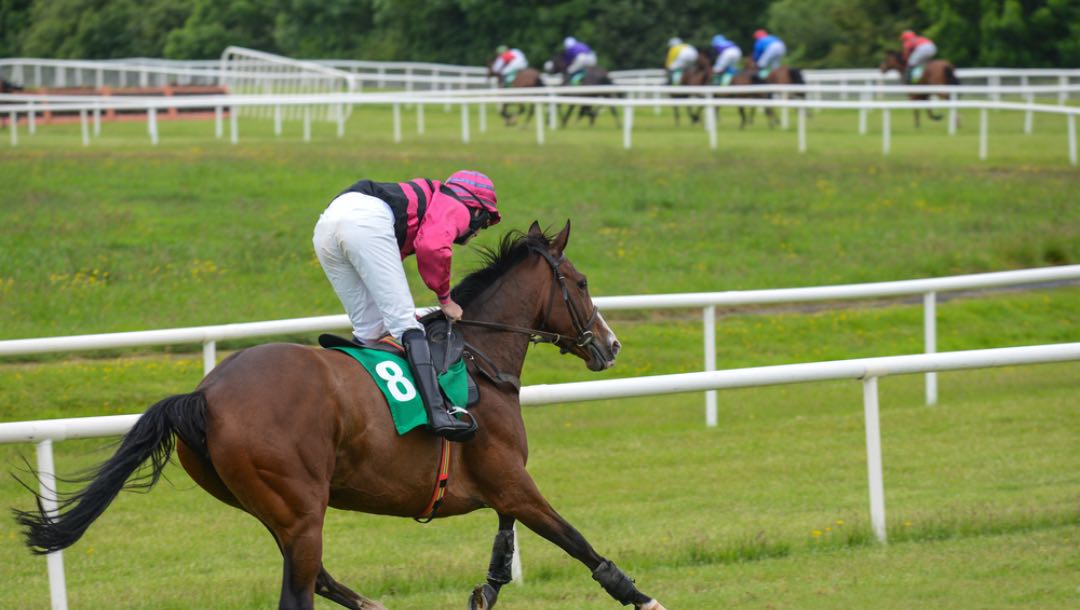 A racehorse trailing far behind the pack in a race.