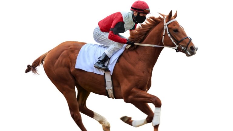A horse and jockey isolated on a white background.