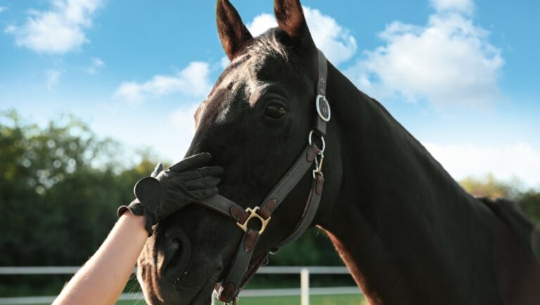 A person touching a horse’s face with a gloved hand.
