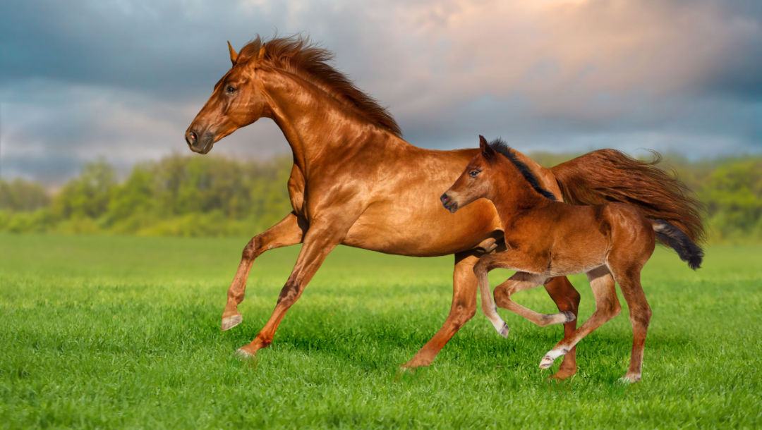 A mare and foal run together in a paddock.